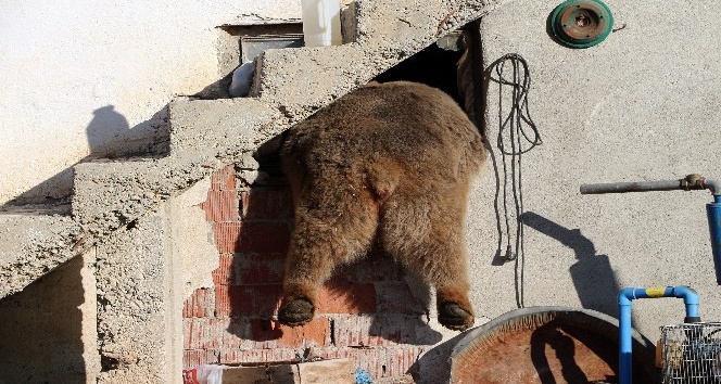 Gümüşhane Kelkit’te gündüz vakti köye ayı indi