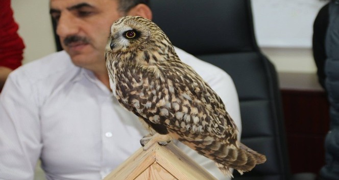 Kanadı kırık Baykuş tedavi altına alındı