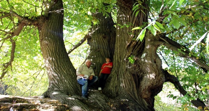 Türkiye’nin en yaşlı kestane ağacı Kütahya’da