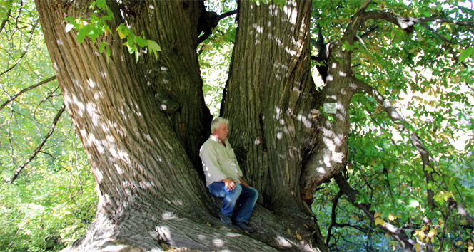 Türkiye&#039;nin en yaşlı kestane ağacı Kütahya&#039;da