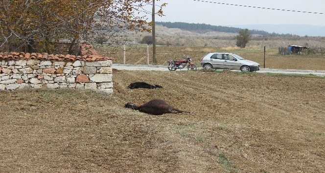 Kütahya’da vahşet