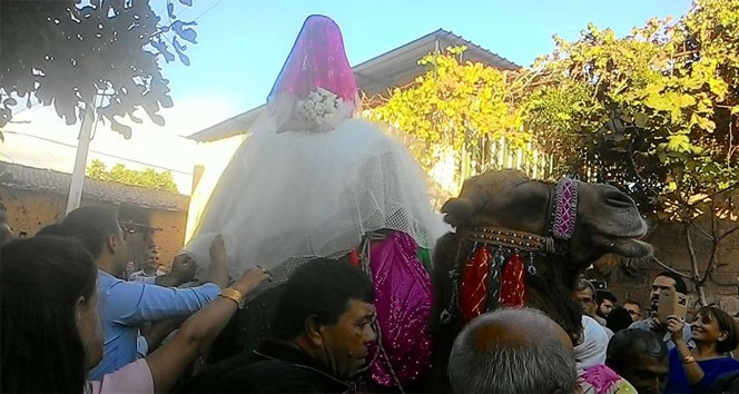 Mühendis gelin lüks otomobili bırakıp deveye bindi