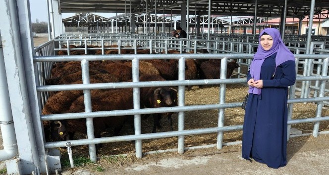 Kelkit ve Şiran’da ki genç çiftçilerin koyunları dağıtıldı