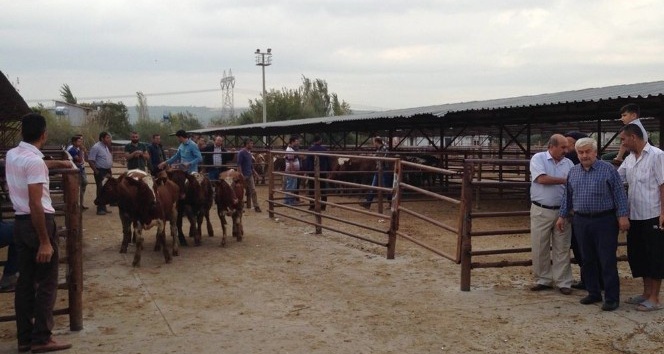 Genç çiftçilere boğa ve düve dağıtıldı