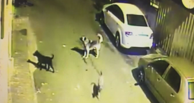 Arnavutköy’de sokak köpekleri korku saçıyor