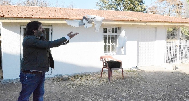 Türkiye’nin en yüksekten uçan güvercinleri bu ilde yetiştiriliyor