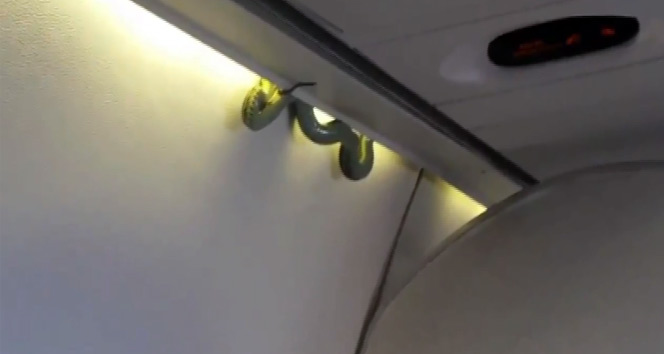 Uçakta yılan şoku!