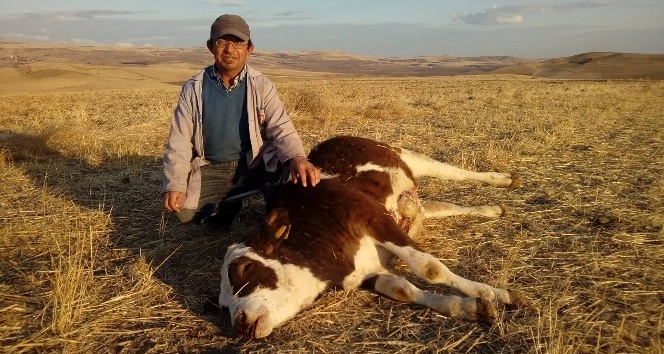 Yozgat’ta 2 büyükbaş hayvan şap hastalığından telef oldu