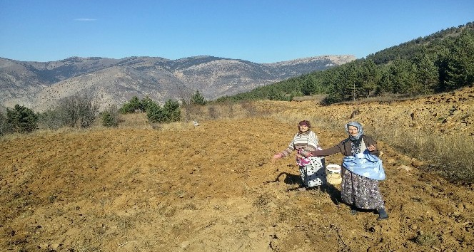 Gümüşhane’de kuşlar aç kalmasın diye yıllardır ekilmeyen tarlalar ekiliyor