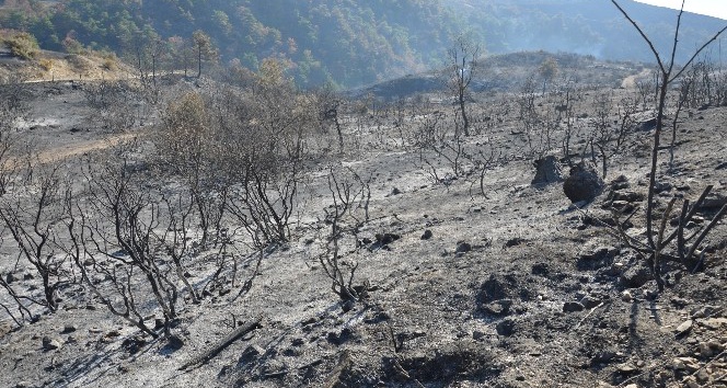 Tokat’ta 90 hektar ormanlık alan kül oldu