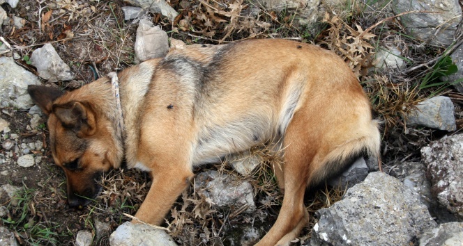 Görme engelli vatandaşın rehber köpeğini öldürdüler