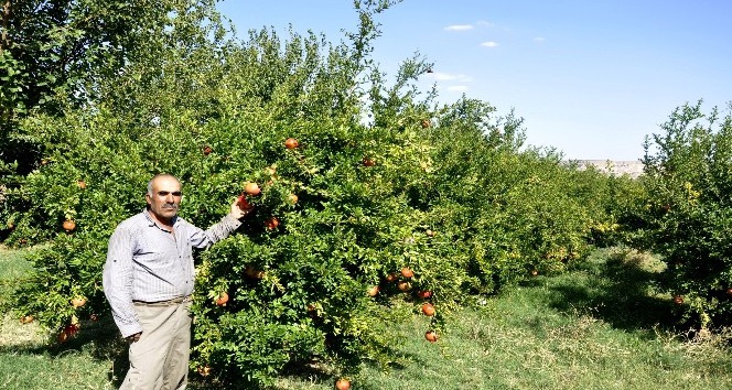Kahta ilçesinde nar üreticileri dertli