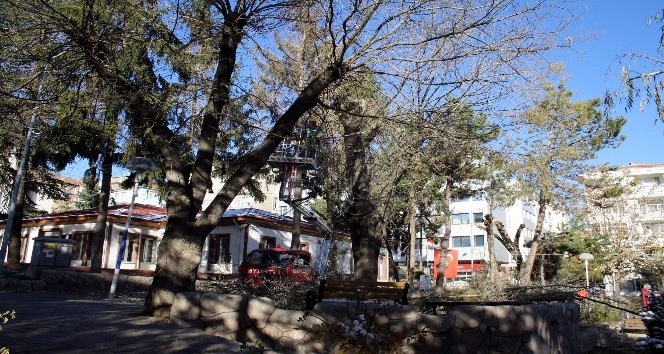 Ağaçlara mevsimlik bakım