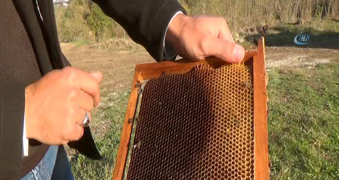60 bin arı, kovanlarında zehirlenerek telef oldu