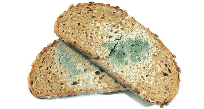 “Küflü gıda zehirdir”