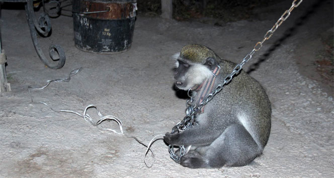 Maymun yakalama operasyonu