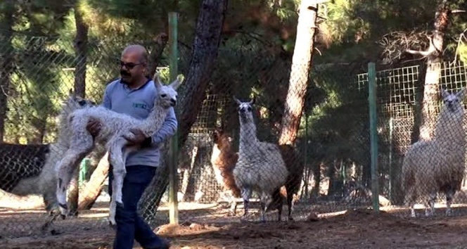 Gaziantep hayvanat bahçesinde lamaların sürpriz doğum sevinci