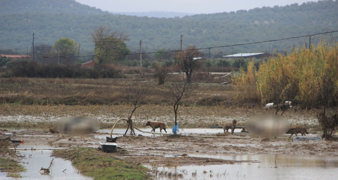 Tarım arazilerini sular bastı, hayvanlar telef oldu