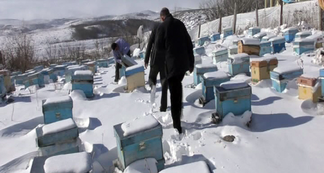 Kar altında kışlatma, arının ömrünü uzatıyor