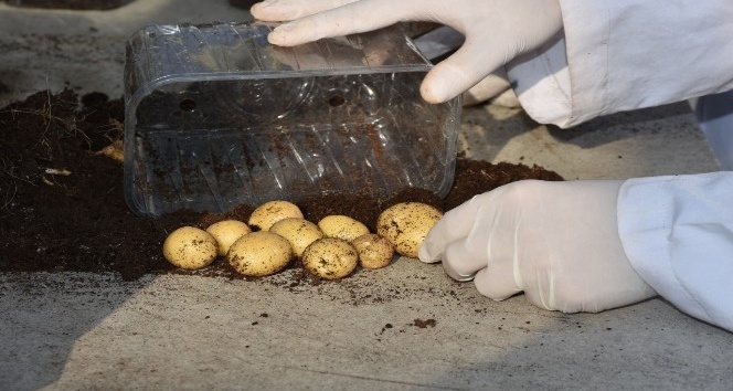 Patates Araştırma Enstitüsü patates hasadına devam ediyor