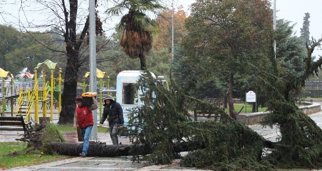 Atatürk Parkı’nda ağaç yıkıldı