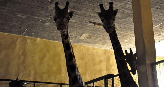 Darıca&#039;daki zürafa ailesine 2 yeni üye daha katıldı