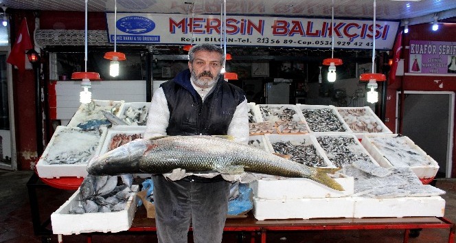 Atatürk Barajında büyük balıklar çıkıyor