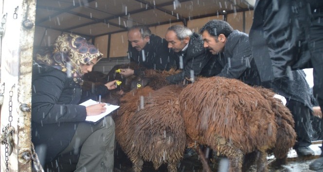 Eleşkirt’te Genç çiftçi Projesi Kapsamında hayvanlar Teslim Edilmeye Başlandı