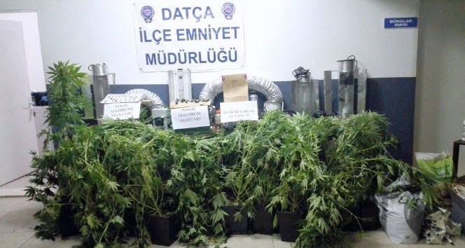 Datça’da sihirli mantar Magic Mushroom operasyonu