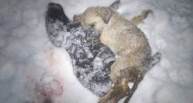 Giresun Şebinkarahisar&#039;da yürek yakan görüntüler, hayvanlar donarak can veriyor