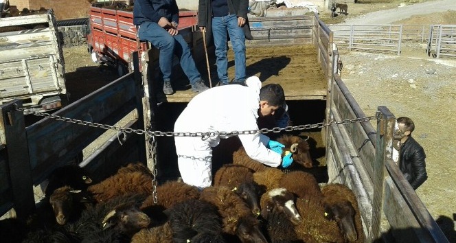 Tuzluca’da 12 çiftçiye 480 küçükbaş hayvan dağıtıldı
