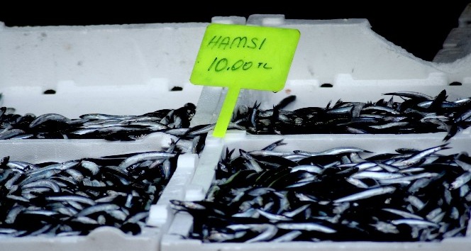 Giresunlu balıkçılar palamut ile sevindi, hamsi ile üzüldü