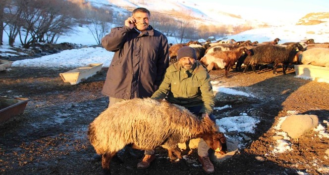 Varto’da koyun dağıtımı