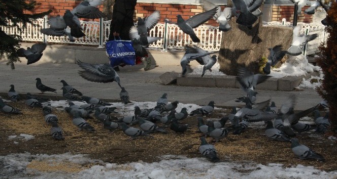 Soğuk havada yem bulamayan güvercinleri yemliyorlar