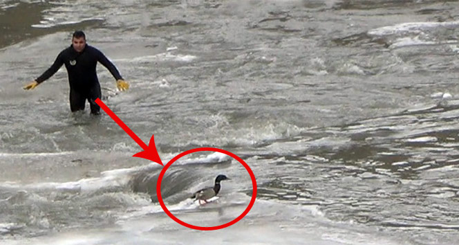 -20 derece soğukta dalgıç kovaladı, yaralı ördek kaçtı
