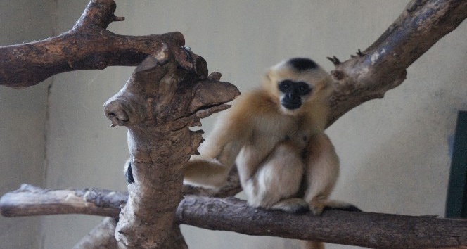 (Özel Haber) Türkiye’nin ilk beyaz yanaklı Gibbon çifti Darıca’da buluştu