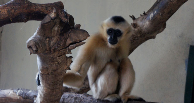Türkiye’nin ilk beyaz yanaklı Gibbon çifti Darıca’da buluştu