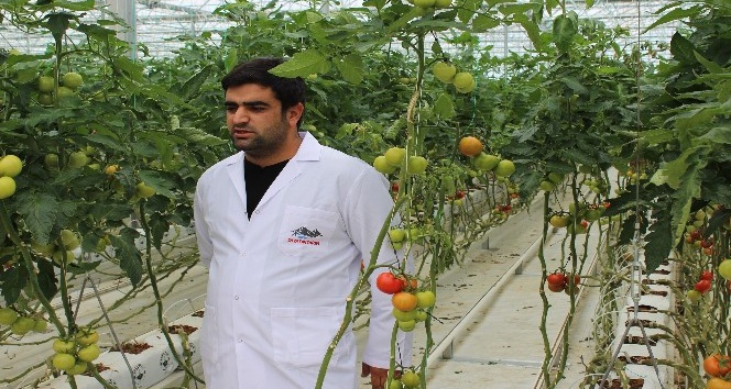 Eksi 40 derecede domates üretiliyor
