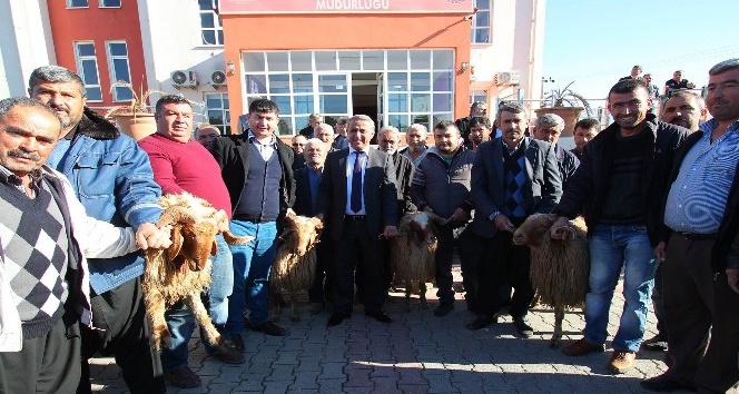 Osmaniye’de ‘İvesi’ ve ‘Akkaraman’ ırkı koç dağıtıldı