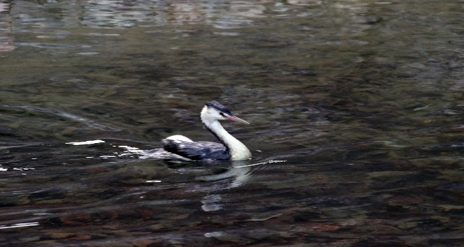 Gümüşhane’de kanadı kırık ‘Bahri’ tedavi edildikten sonra doğaya bırakıldı