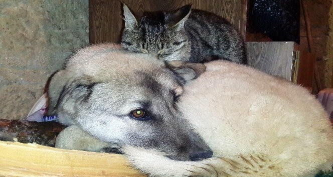 Kedi ile köpeklerin anlamlı dostluğu