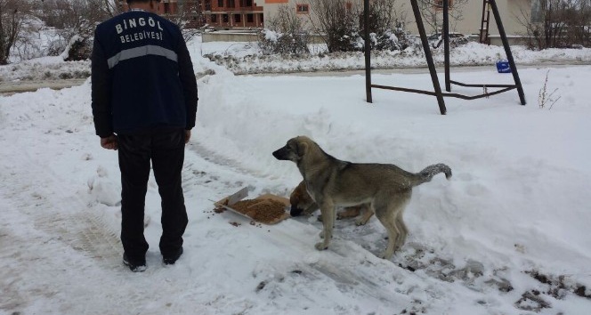 Bingöl Belediyesi sokak hayvanları için doğaya yem bıraktı