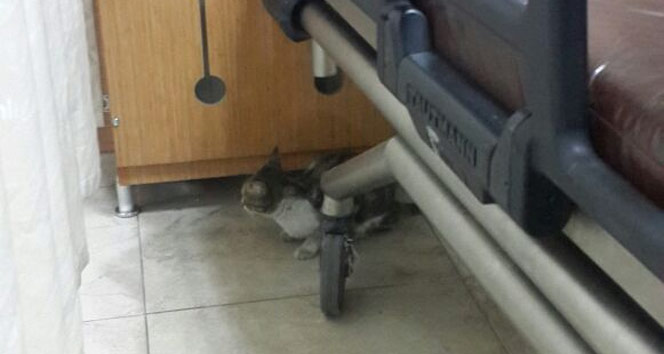 Soğukta üşüyen kedi hastaneye sığındı