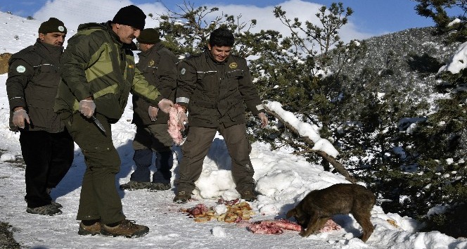 Gümüşhane’de sokak hayvanları ve yaban hayatı unutulmuyor