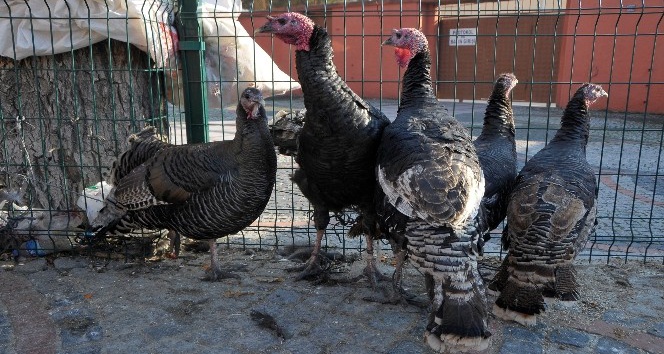 Hindi fiyatları el yakıyor