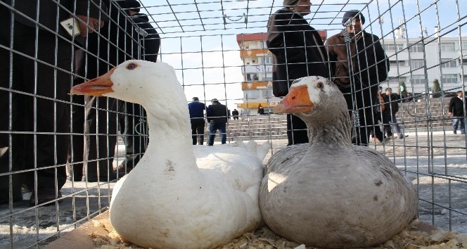 Yozgat’ta ilk kez Kaz Günü Etkinliği düzenlendi