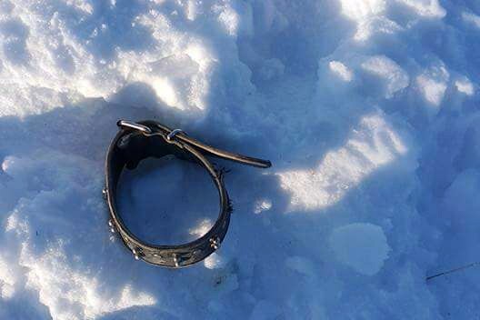 Kelkit’te aç kurtlar 3 köpeği parçaladı