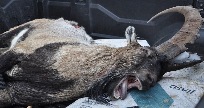 7 yaşındaki dağ keçisi kaçak avcının kurbanı oldu