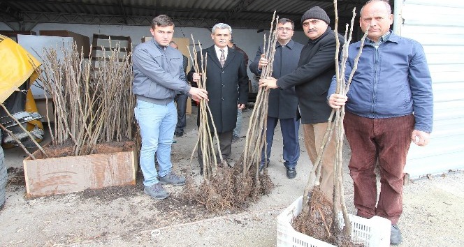 Üreticilere Bursa siyahı incir fidanı dağıtıldı