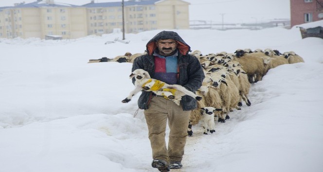 Ovacık’ta kar yağışı hayvancılıkla uğraşanları da etkiliyor